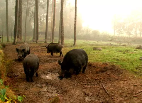 Wildschweine im Elsass